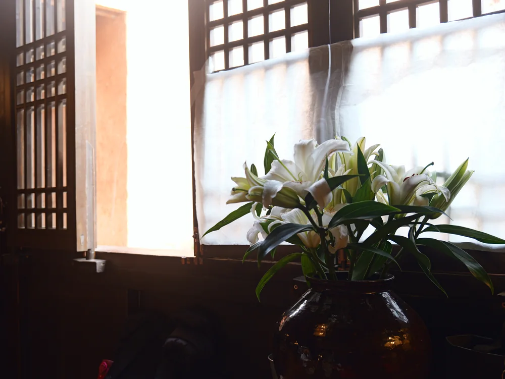 窗边的花与光